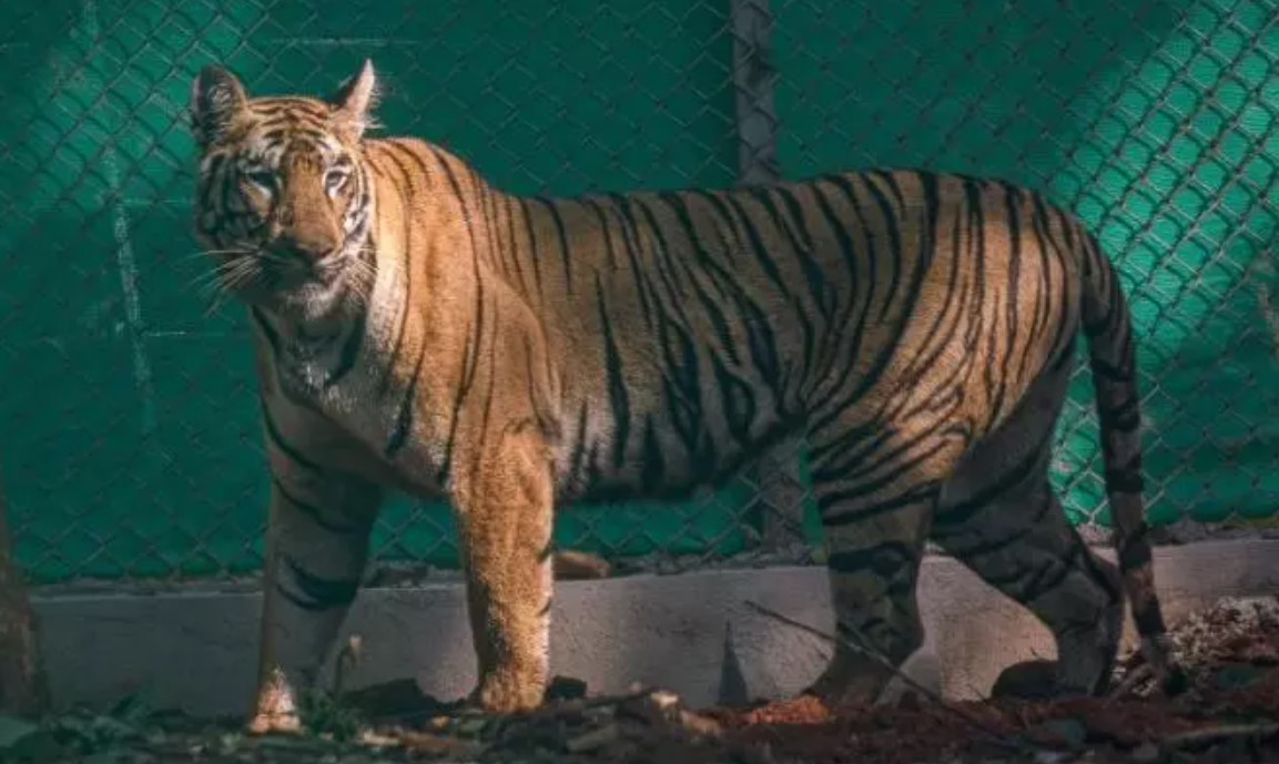 পশ্চিমবঙ্গে ঢুকেছে বাঘিনী জিনাত, আতঙ্কে বাসিন্দারা