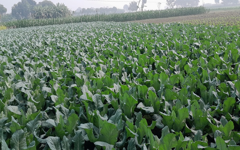 মেহেরপুরে কপি চাষ করে লোকসান গুনছেন চাষিরা