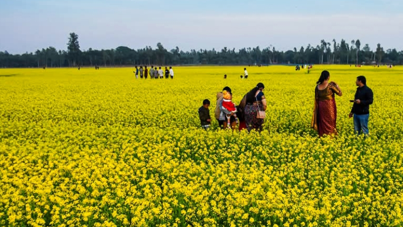 হলুদ চাঁদরে ঢেকে আছে গাইবান্ধার ফসলের মাঠ