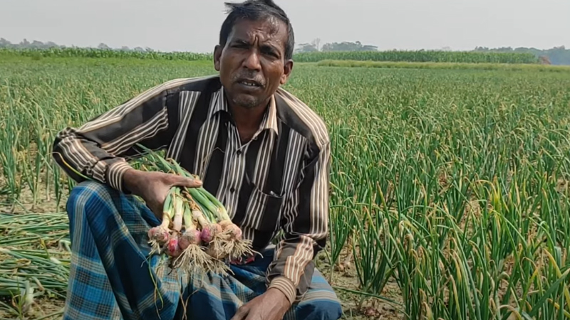 গোবিন্দগঞ্জে বেড়েছে মুড়িকাটা পেঁয়াজের চাষ