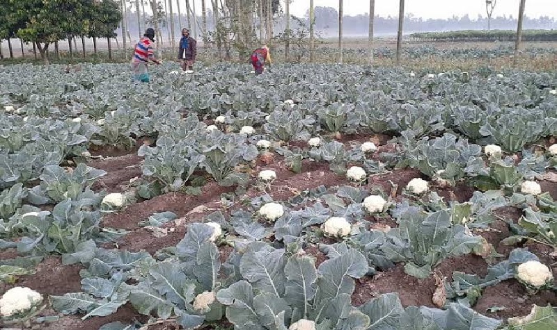 স্বপ্ন নিয়ে ফুলকপি চাষ, লোকসানের মুখে চাষিরা