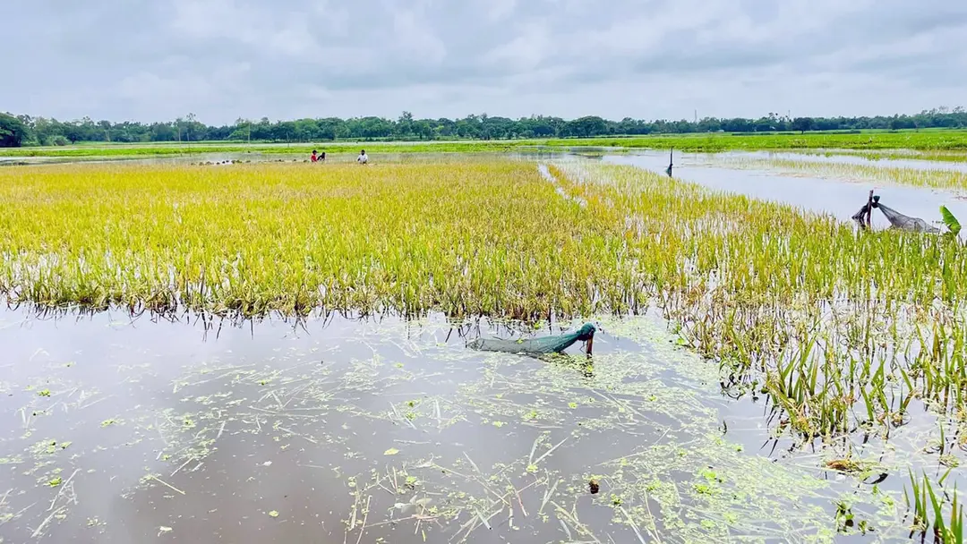 চোখের সামনে কষ্টের ফসল ডুবে যাচ্ছে'